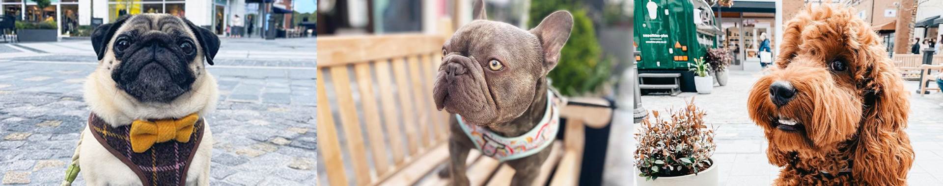 Dog Friendly Stores McArthurGlen West Midlands