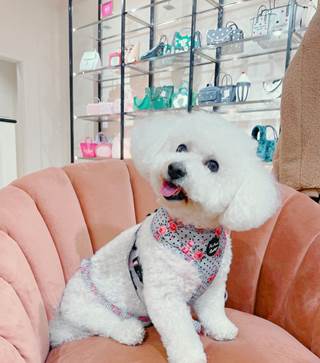 Dog Friendly Stores McArthurGlen West Midlands